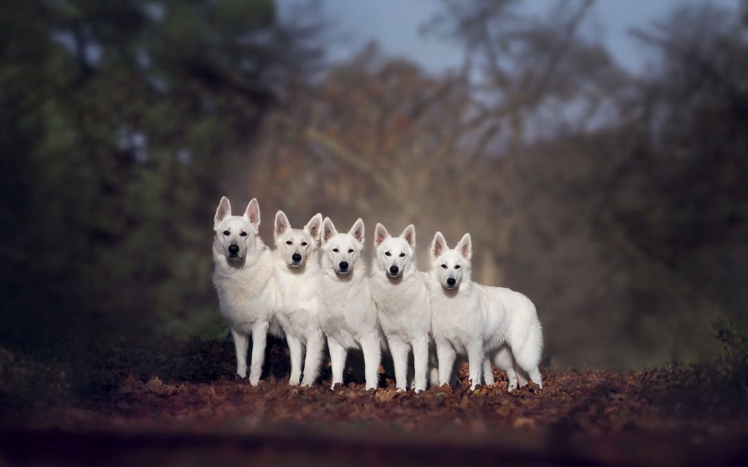 „Bílý ovčák je elegán i věrný parťák“ – rozhovor s Erikem a Miroslavou Lajbnerovými